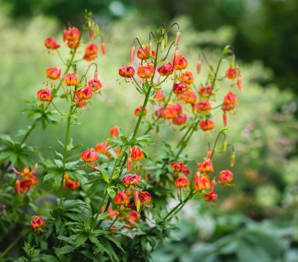 istock beautiful summer flowers 1297079360