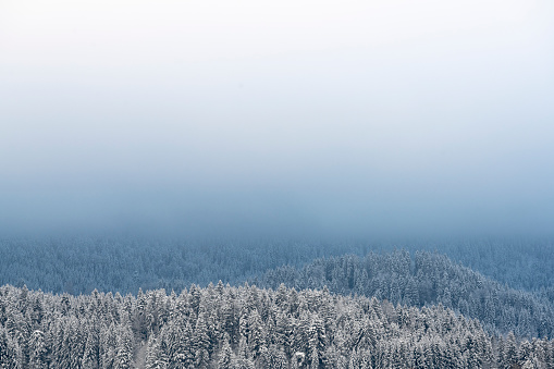 Background with a gentle gradient from white to blue in snowy winter forest