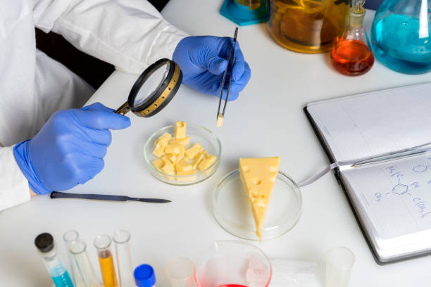 istock Expert hands inspecting cheese with magnifying glass in quality control laboratory 1297080435