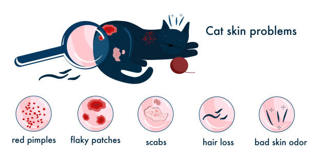 illustrazioni stock, clip art, cartoni animati e icone di tendenza di problemi della pelle del gatto.icone infografiche con diversi sintomi, allergia, prurito e croste. assistenza sanitaria felina. striscione veterinario orizzontale. - virus unpleasant smell fungus animal