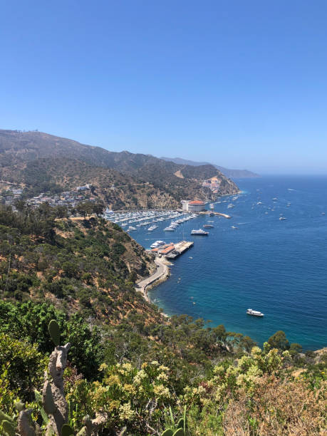 istock Santa Catalina Island 1297080974