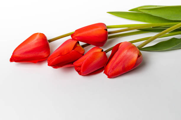 istock Red tulips isolated on white background. 1297082139