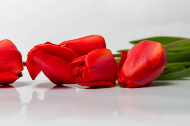istock Red tulips isolated on white background. 1297082180