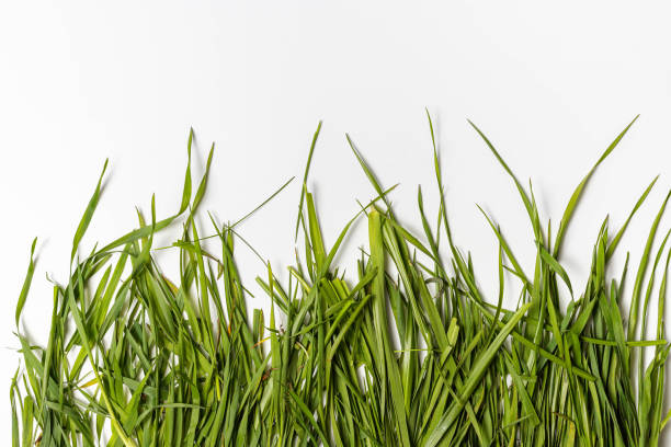 istock Fresh green grass in a row isolated on white background. 1297082188