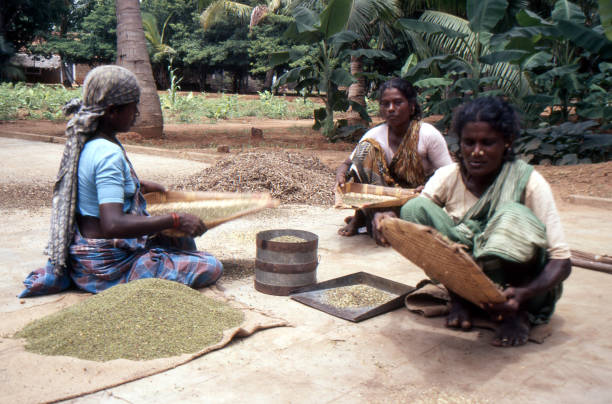 three women winnowing grain in a small un-named settlement just outside the city of Bangalore India June 20 1988 the women are sitting on the ground  in a poor rural Indian village