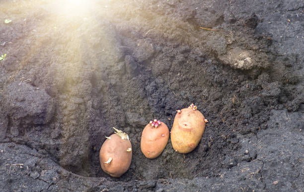 istock sprouted potatoes on the land, agrarian background 1297082325