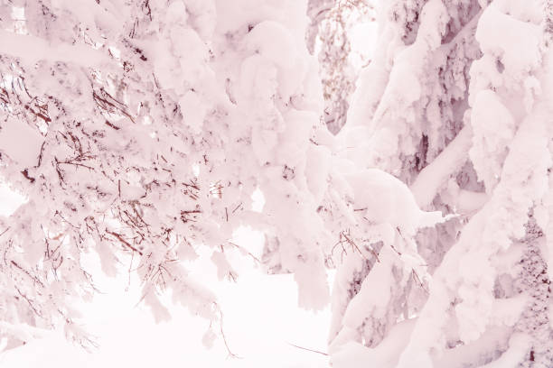 fabulous snowy winter forest with frozen tree trunks and branches - color image light pink dramatic sky imagens e fotografias de stock