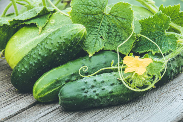 Fresh cucumbers with green leaves and flowers on wooden table. Farming for growing cucumbers. Vegetables for making fresh salad. Healthy food for vegetarians. stock photo