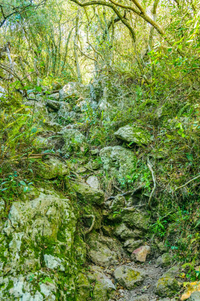 istock Leafy Forest, Lavalleja, Uruguay 1297085856