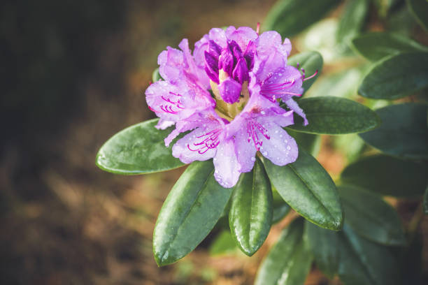 Beautiful garden with flowers rhododendron