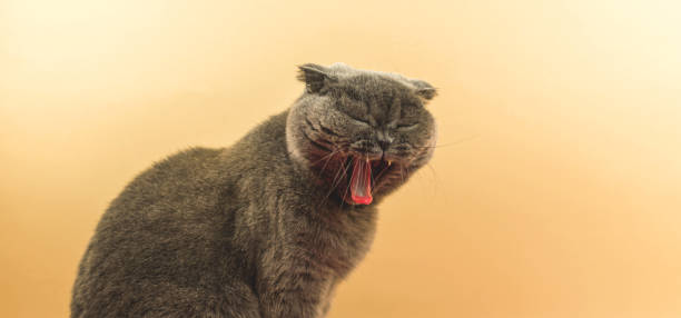 Studio banner of yawning animal, scottish fold cat on peach background, copy space, meme open mouth Studio banner of yawning animal, scottish fold cat on peach background, copy space, meme open mouth photo meme photos stock pictures, royalty-free photos & images