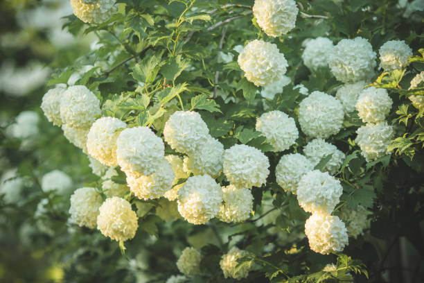 beautiful summer flowers - viburnum imagens e fotografias de stock