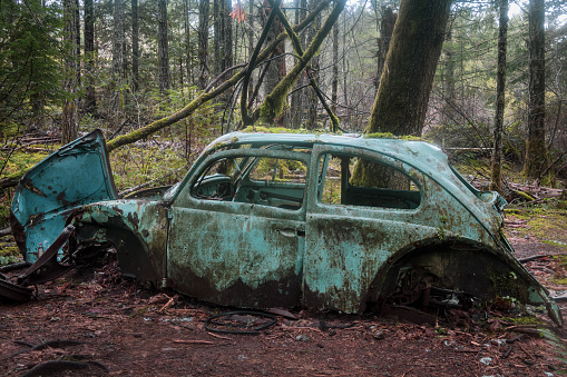 Victoria, British Columbia, Canada - January 6, 2020: Old abandoned Volkswagen Beetle found in the forest on southern Vancouver Island.