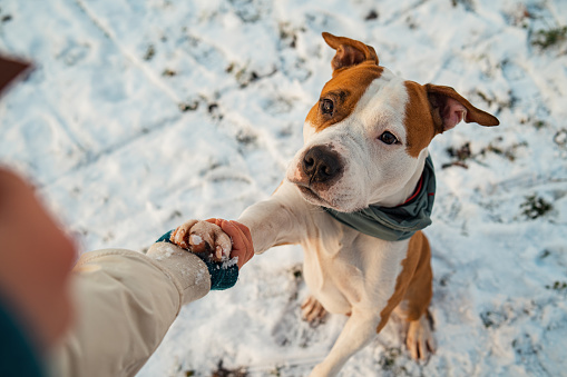 Beautiful  Staffordshire bull terrier wearing scarf and giving his paw to his owner while he is sitting in the snow. They are having fun at the public park on cold winter day