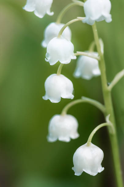istock Flower lily of the valley, closeup, spring 1297089842