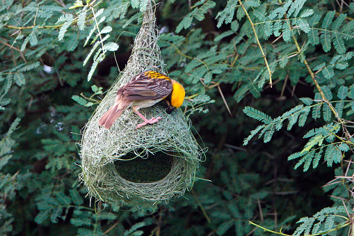 Baya Weaver Bird at its newly constructed nest hanging on the tree.