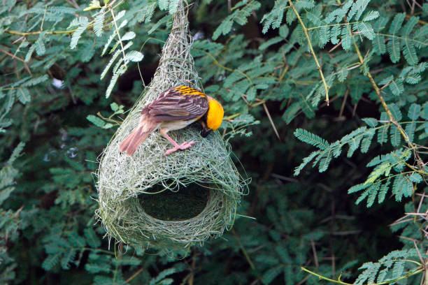 Baya Weaver Bird stock photo