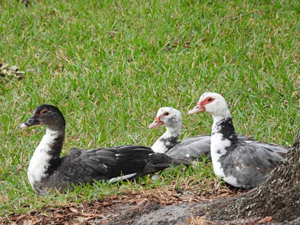 istock Muscovy Ducks (Cairina moschata) lying in the grass 1297089917