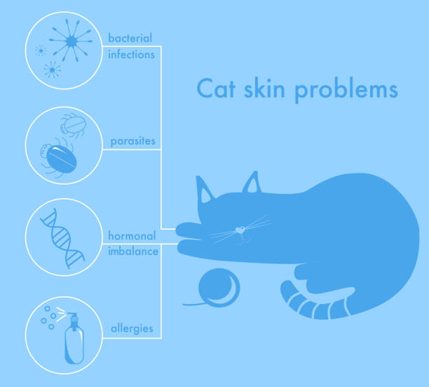 illustrazioni stock, clip art, cartoni animati e icone di tendenza di problemi della pelle del gatto.icone infografiche con diversi motivi di allergia, prurito e croste. assistenza sanitaria felina. striscione per la clinica veterinaria. perdita di capelli, brufoli. - virus unpleasant smell fungus animal