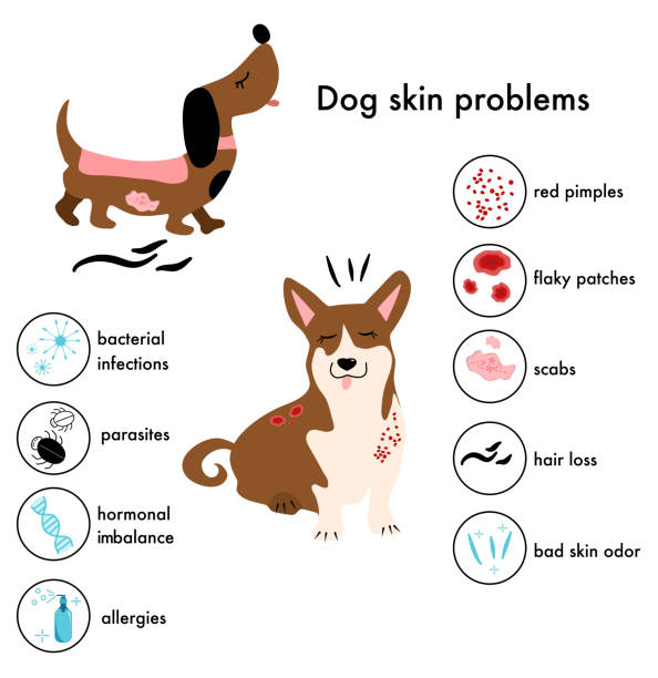 illustrazioni stock, clip art, cartoni animati e icone di tendenza di problemi alla pelle del cane, malattia.icone infografiche con diversi sintomi e motivi di allergia, brufoli e croste. sanità canina. striscione veterinario. - virus unpleasant smell fungus animal