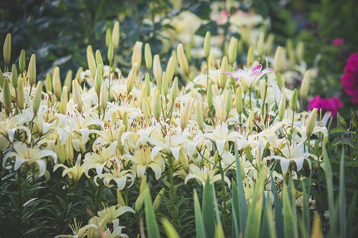lily flower - closeup view, macro