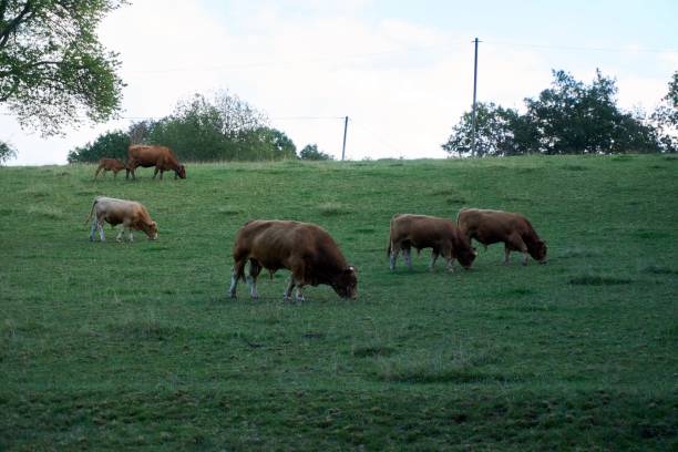 istock A brown cattle herd grazes on a fresh green meadow. 1297090331