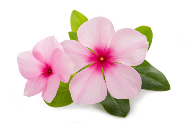 Madagascar periwinkle Madagascar periwinkle flowers isolated on white background catharanthus roseus stock pictures, royalty-free photos & images