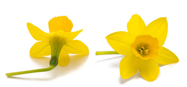 istock Yellow daffodil flowers 1297090382