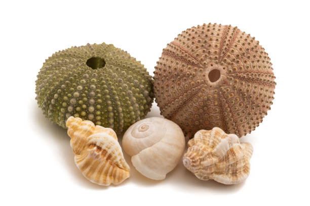 Sea urchins and sea shells isolated on white