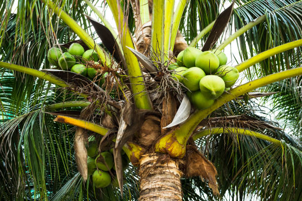 istock Large green coconuts on a palm tree in the tropics. Harvest coconuts. Bottom view 1297091448