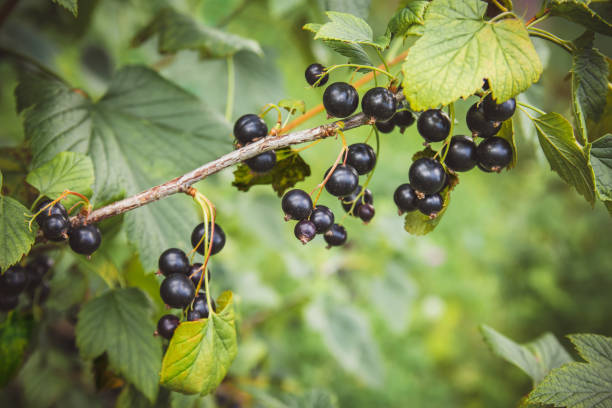 groselha preta em um arbusto no jardim - currant food photography color image - fotografias e filmes do acervo