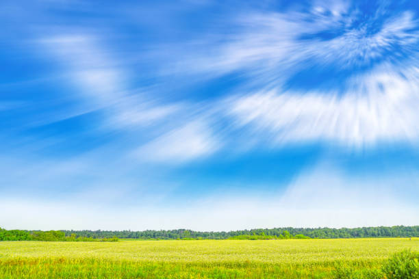 Agricultural land with blooming buckwheat flowers under blue sky and white clouds in summer