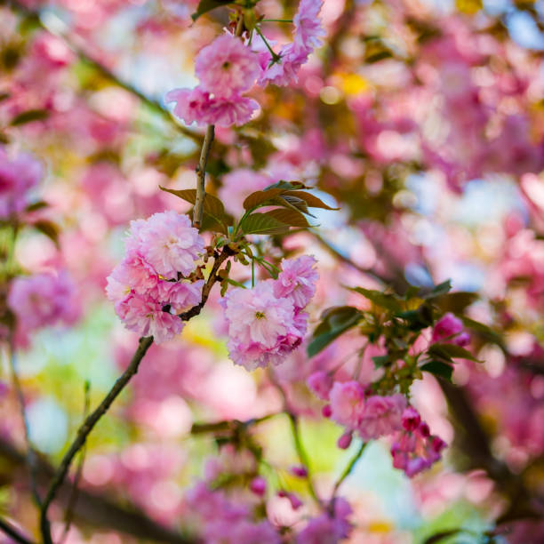 istock Sakura blossom in spring. Amazing view. 1297093656