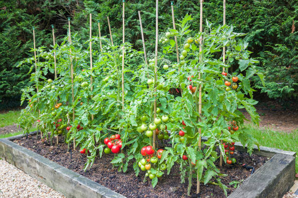 tomatenpflanzen mit reifen tomaten, die im freien in england wachsen uk - gemüsegarten stock-fotos und bilder