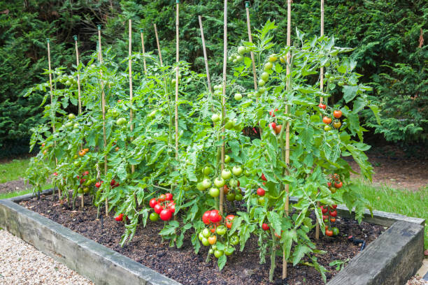 rośliny pomidorowe z dojrzałymi pomidorami rosnącymi na zewnątrz w anglii - raised bed garden zdjęcia i obrazy z banku zdjęć