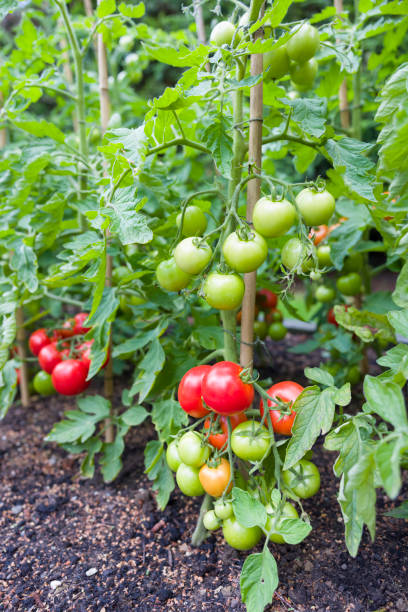 tomaten wachsen im freien in england uk - cordoning stock-fotos und bilder