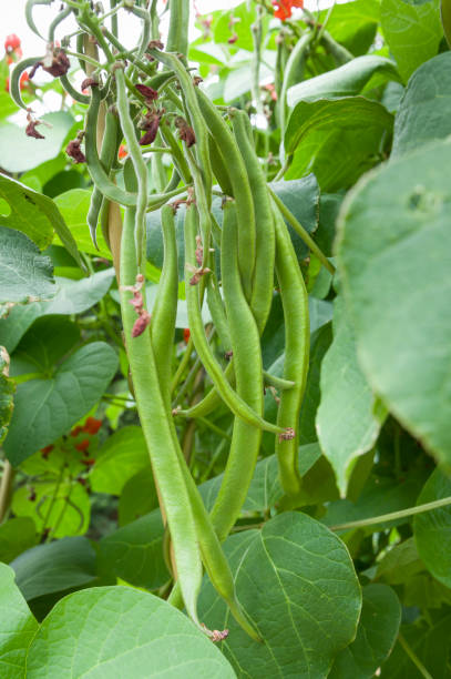 Runner bean plants growing in a vegetable garden, UK Runner bean plants growing in a vegetable patch of a garden in England, UK runner bean stock pictures, royalty-free photos & images