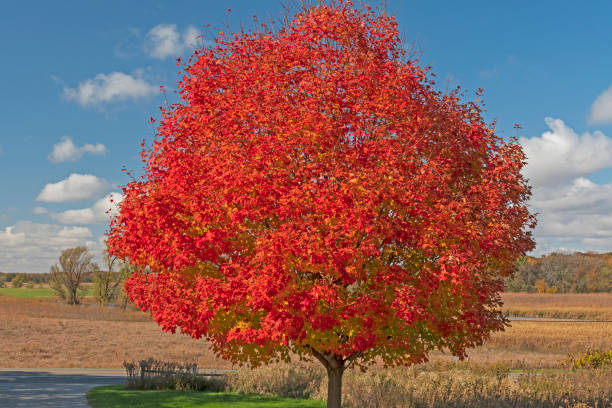 Very Red Maple Tree in the Fall stock photo