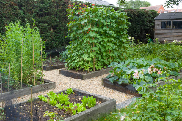 Vegetables growing in a garden in England, UK Vegetables growing in a large vegetable patch in a garden in England, UK gravel photos stock pictures, royalty-free photos & images