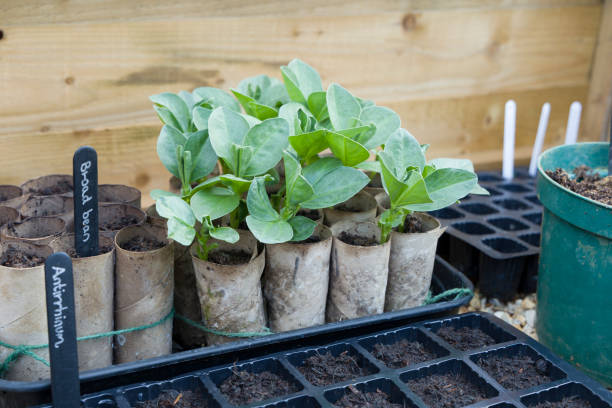 Broad beans (fava beans) in a cold frame, sowing vegetable seeds Growing broad bean (fava bean) seedlings in toilet rolls in a cold frame. Vegetable growing in winter, UK broad bean plant stock pictures, royalty-free photos & images