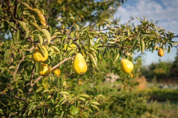 Rural autumn landscape. Pear garden and sunny evening Ripe sweet yellow duchess pear ripening on a pear tree branch. Sunny morning orchard and autumn harvest of organic fruits pear tree photos stock pictures, royalty-free photos & images