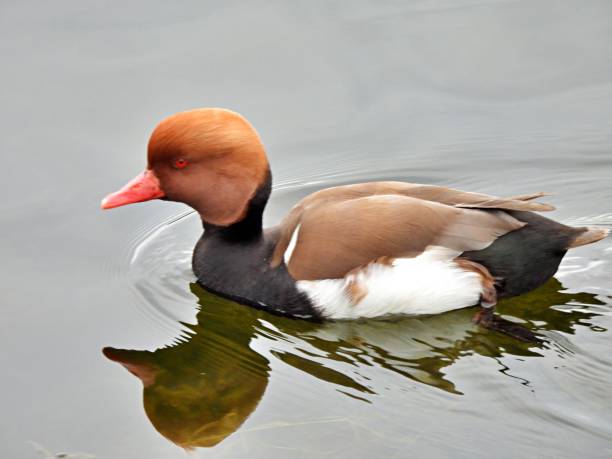 istock Red-crested Pochard (Netta rufina) swimming in a Florida lake 1297095385