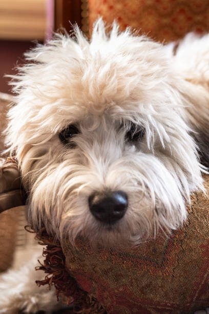 istock Soft Coated Wheaten Terrier puppy laying down 1297095412