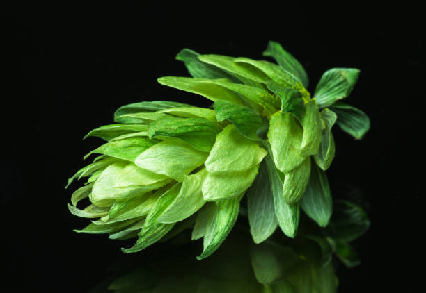 Green hop cones on a dark background
