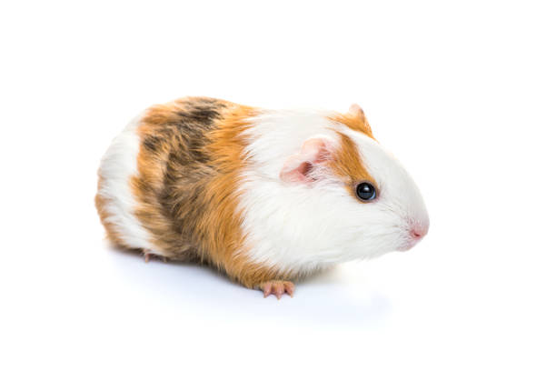 istock Guinea pig isolated on a white background. Domestic guinea pig. 1297097920