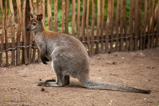 Red necked wallaby or Bennett's wallaby, Macropus rufogriseus native to eastern Australia and Tasmania and introduced to New Zealand and Europe