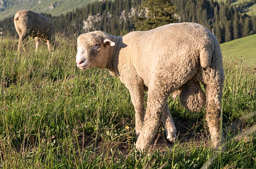 male sheep on a meadow in the swiss alps