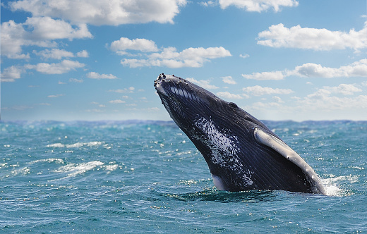 background horizon, blue sky, sunny day, ocean foreground, 1 whale, half body out of water, no people, close view