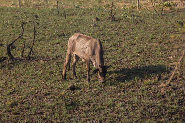 istock A cow at the ranch on sunny day. 1297099957