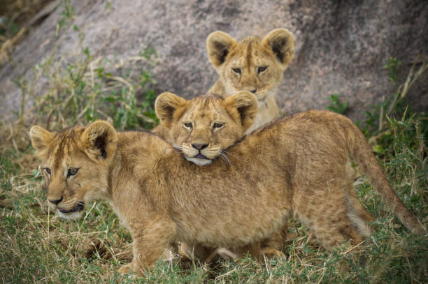 istock Lion Cubs in the Serengeti 1297100010